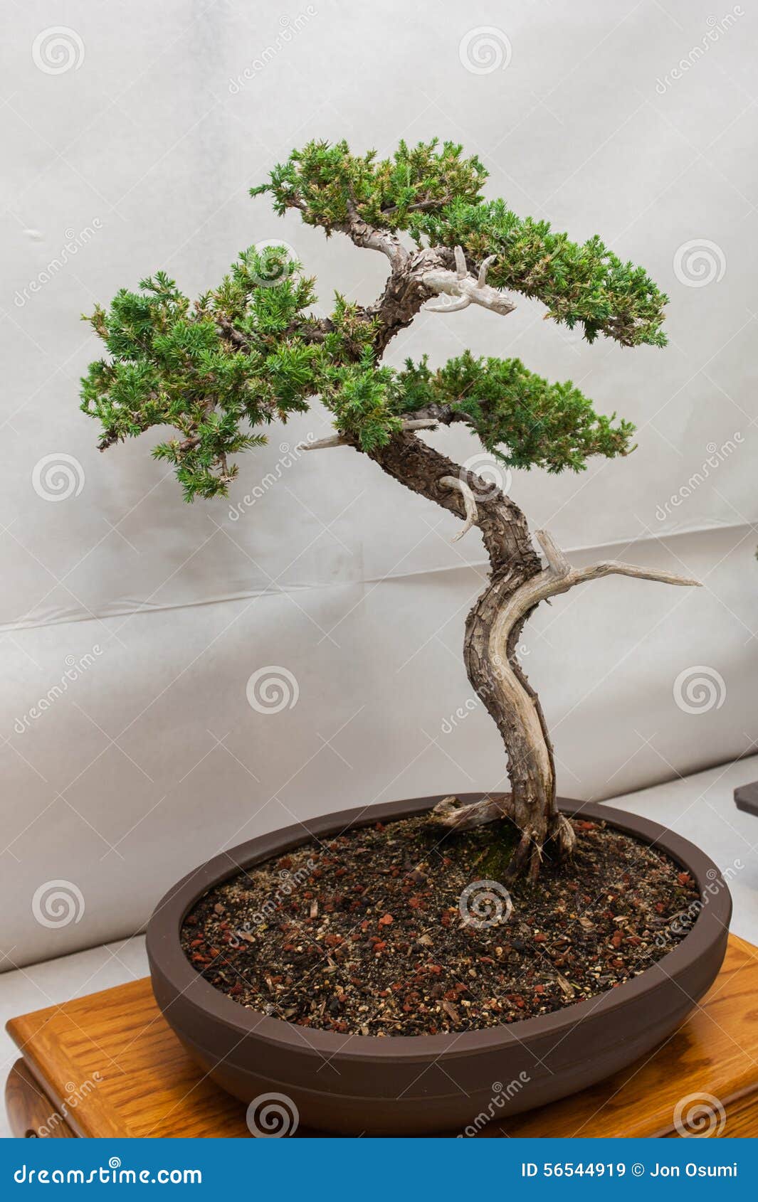 árboles Japoneses En Miniatura