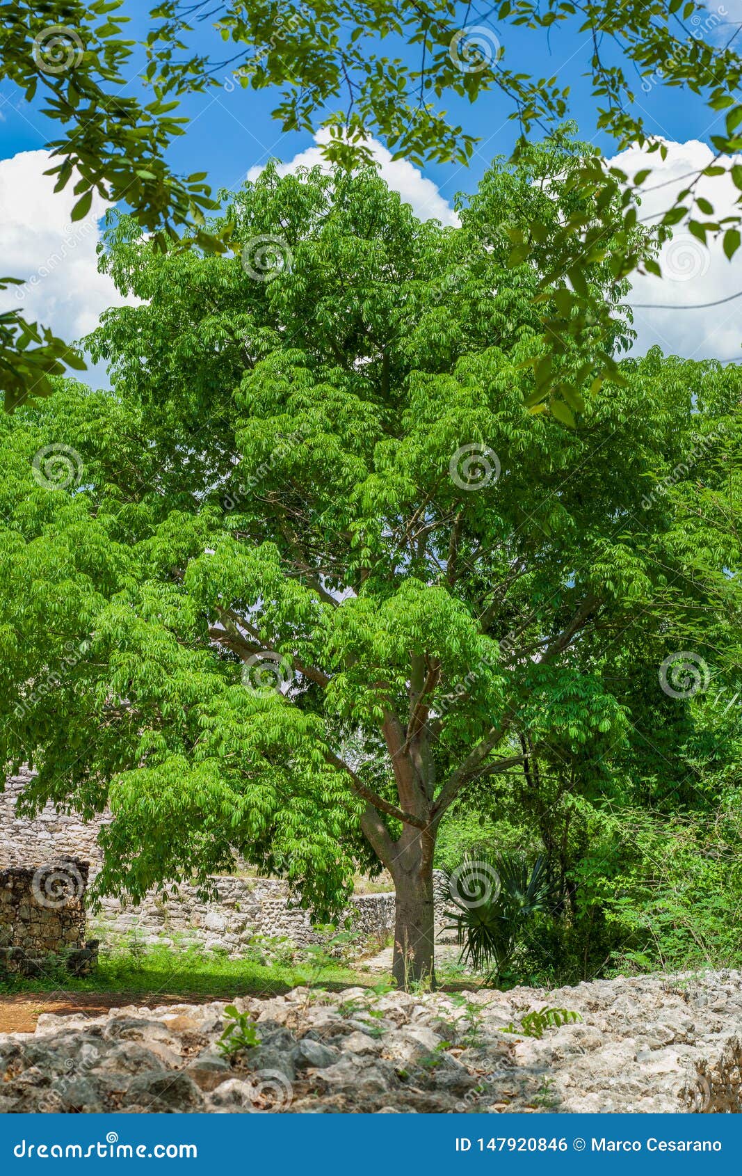 Details 48 árboles de yucatán