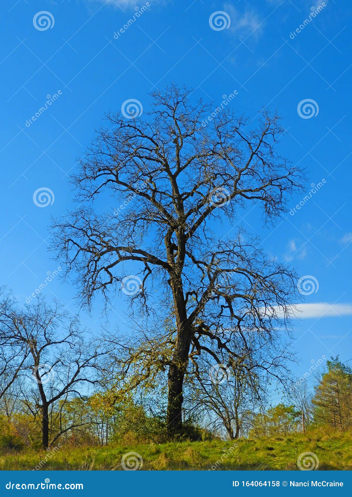 Árbol Viejo Sin Hojas Cae Sus Hojas En Otoño Foto de archivo - Imagen de  roble, ramita: 164064158