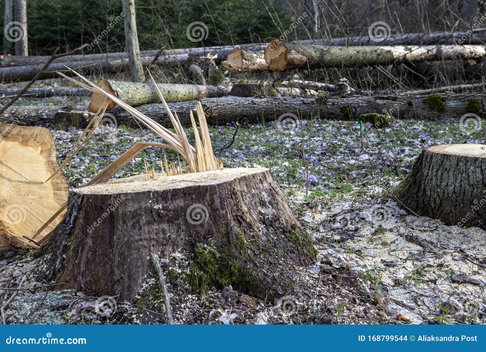 Árboles Cortados En El Bosque De Bialowieza Foto de archivo - Imagen de  ambiente, reanudable: 168799544