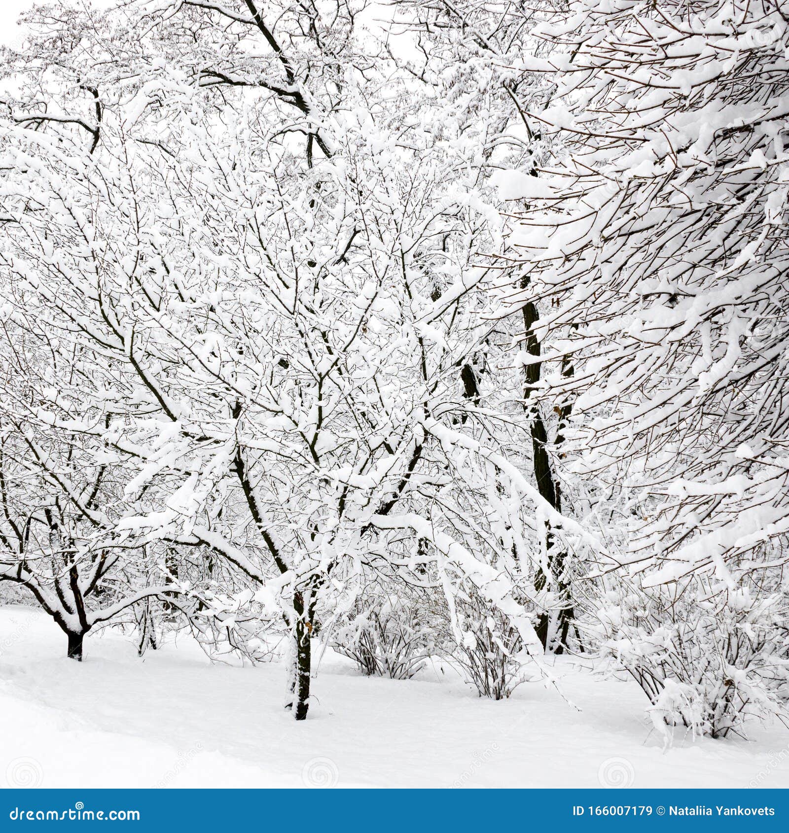 Frío Invierno Bosque Cubierto De Nieve Hermosa En Diciembre Fotos