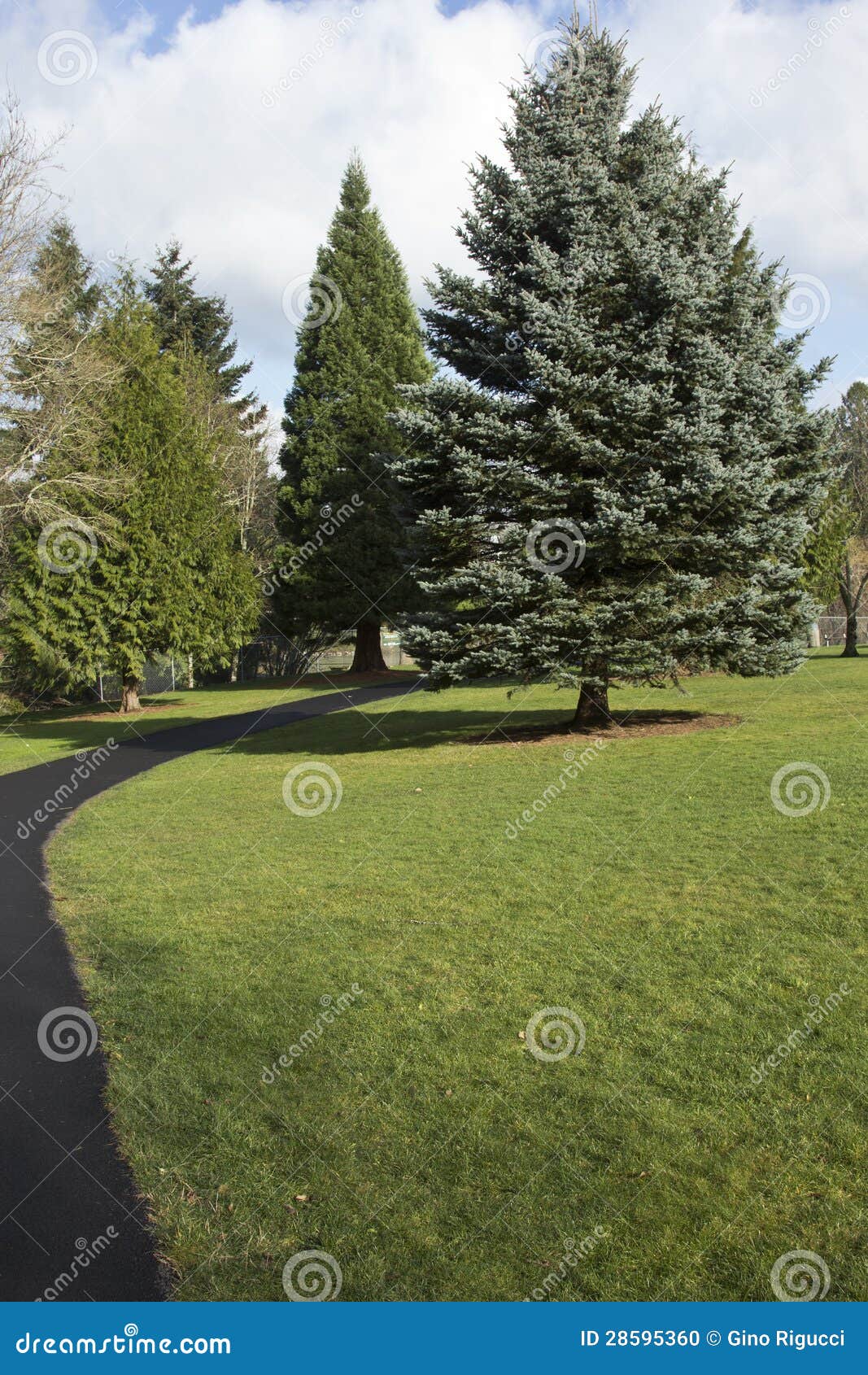 Árboles De Pino, árbol De Hoja Perenne. Foto de archivo - Imagen de  portland, camino: 28595360