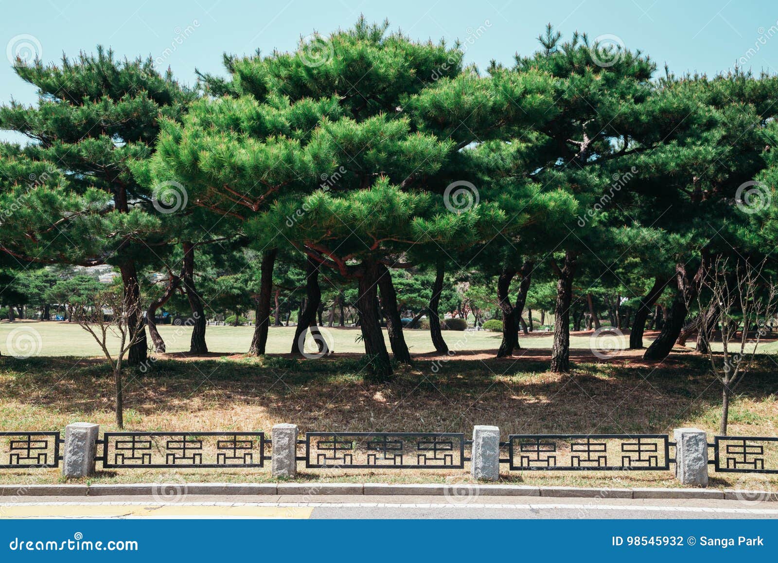 Árboles De Pino En El Cementerio Nacional De Seul, Corea Foto de archivo -  Imagen de naturalizado, cementerio: 98545932