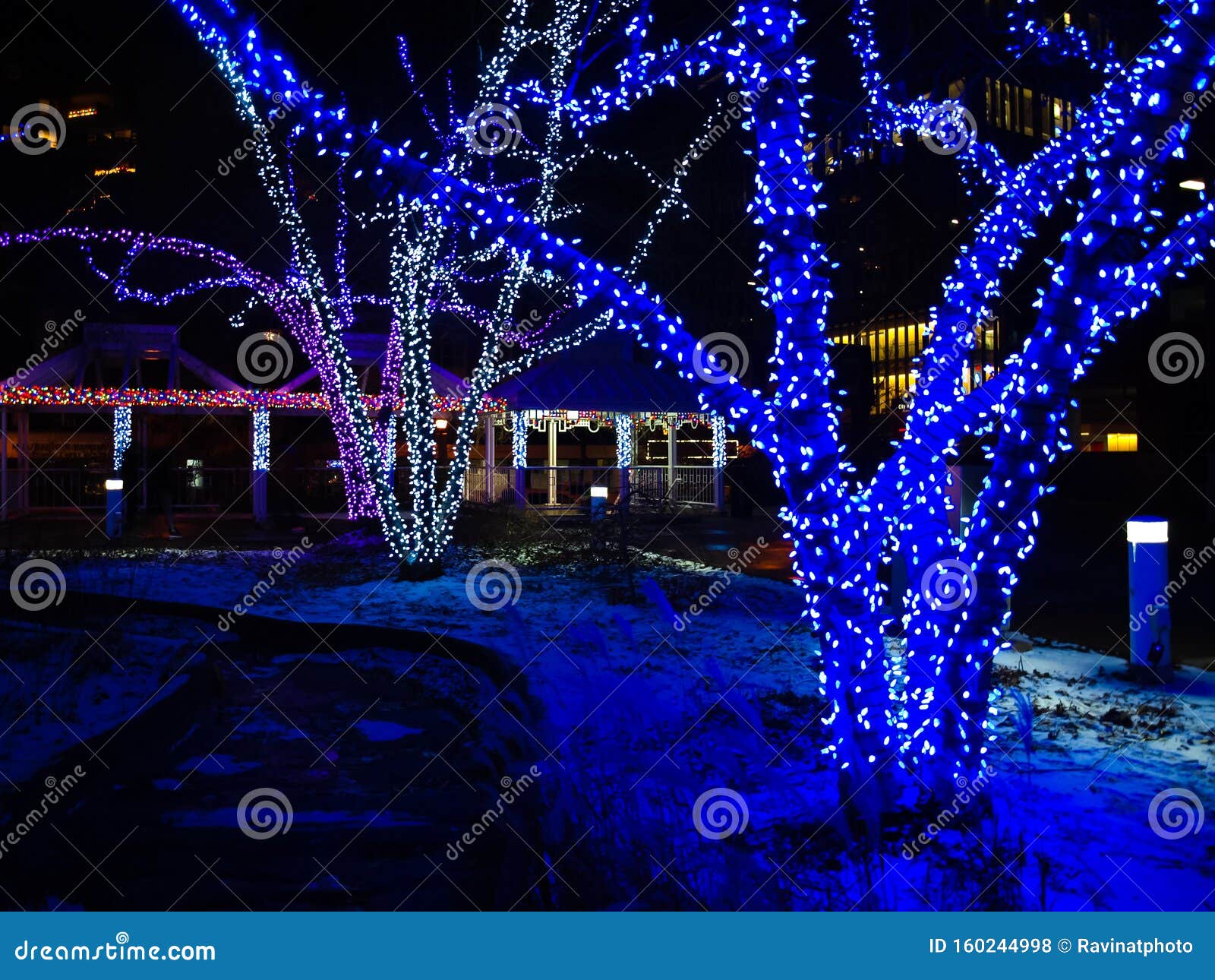 Árboles Decorados Con Luces Azules Y Nieve Blanca Foto de archivo - Imagen  de junto, villancico: 160244998