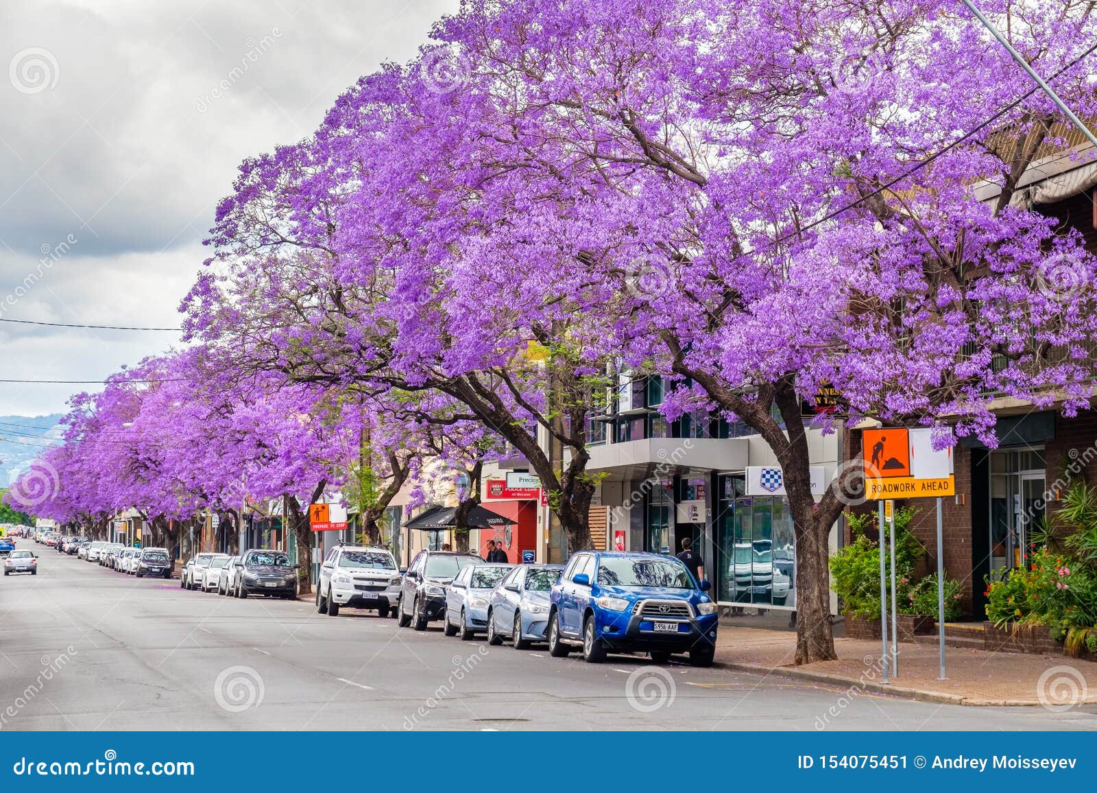 Árboles Del Jacaranda Que Florecen En La Ciudad De Adelaide Foto editorial  - Imagen de hermoso, verano: 154075451