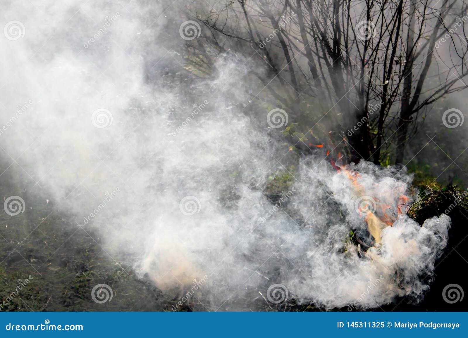 Hermana Seducir ~ lado Árboles Del Jardín De La Fumigación Con El Humo, Protección Contra Insectos  Imagen de archivo - Imagen de exterior, basura: 145311325