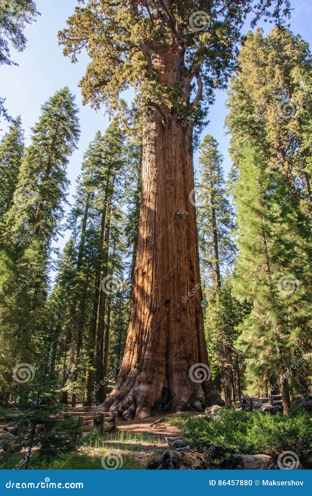 Árboles Gigantes En El Parque Nacional De Secoya, California, USAGeneral  Sherman En El Parque Nacional De Secoya, California, Los Foto de archivo -  Imagen de corteza, silvicultura: 86457880