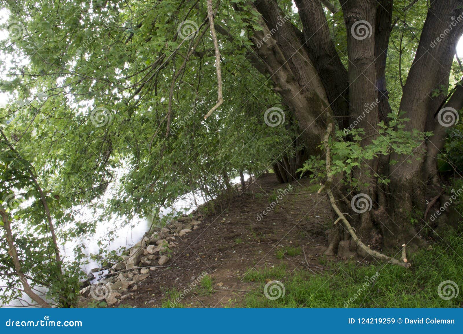 Árboles Grandes Que Crecen En El Banco Del Río Ohio Imagen de archivo -  Imagen de grande, salir: 124219259