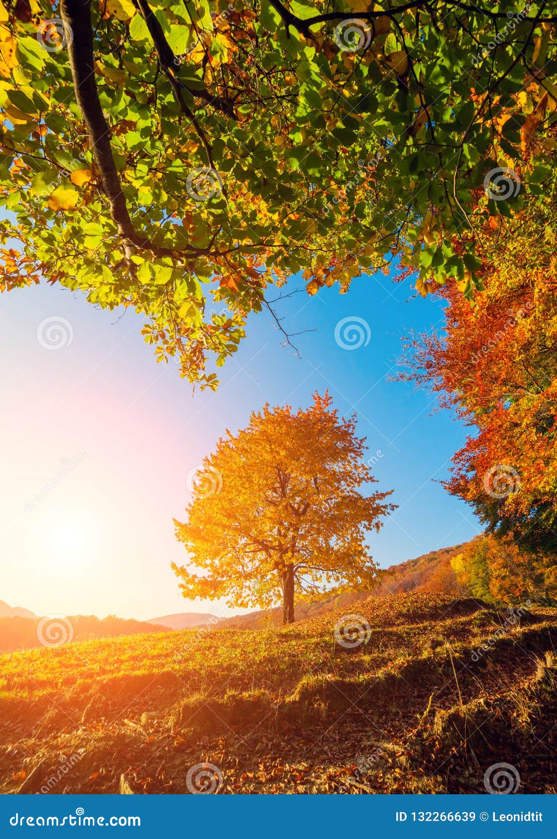 Árboles hermosos del otoño imagen de archivo. Imagen de amanecer - 132266639