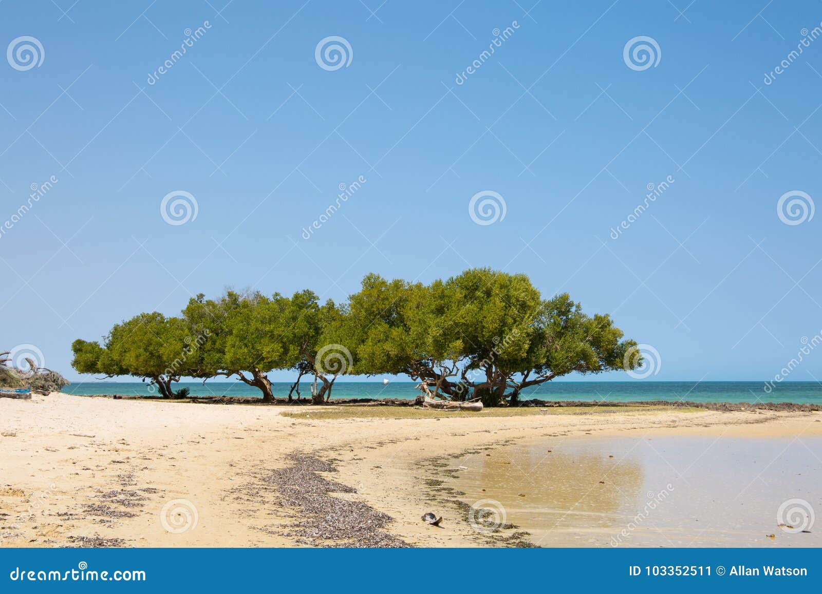 Details 48 árboles que crecen en la playa
