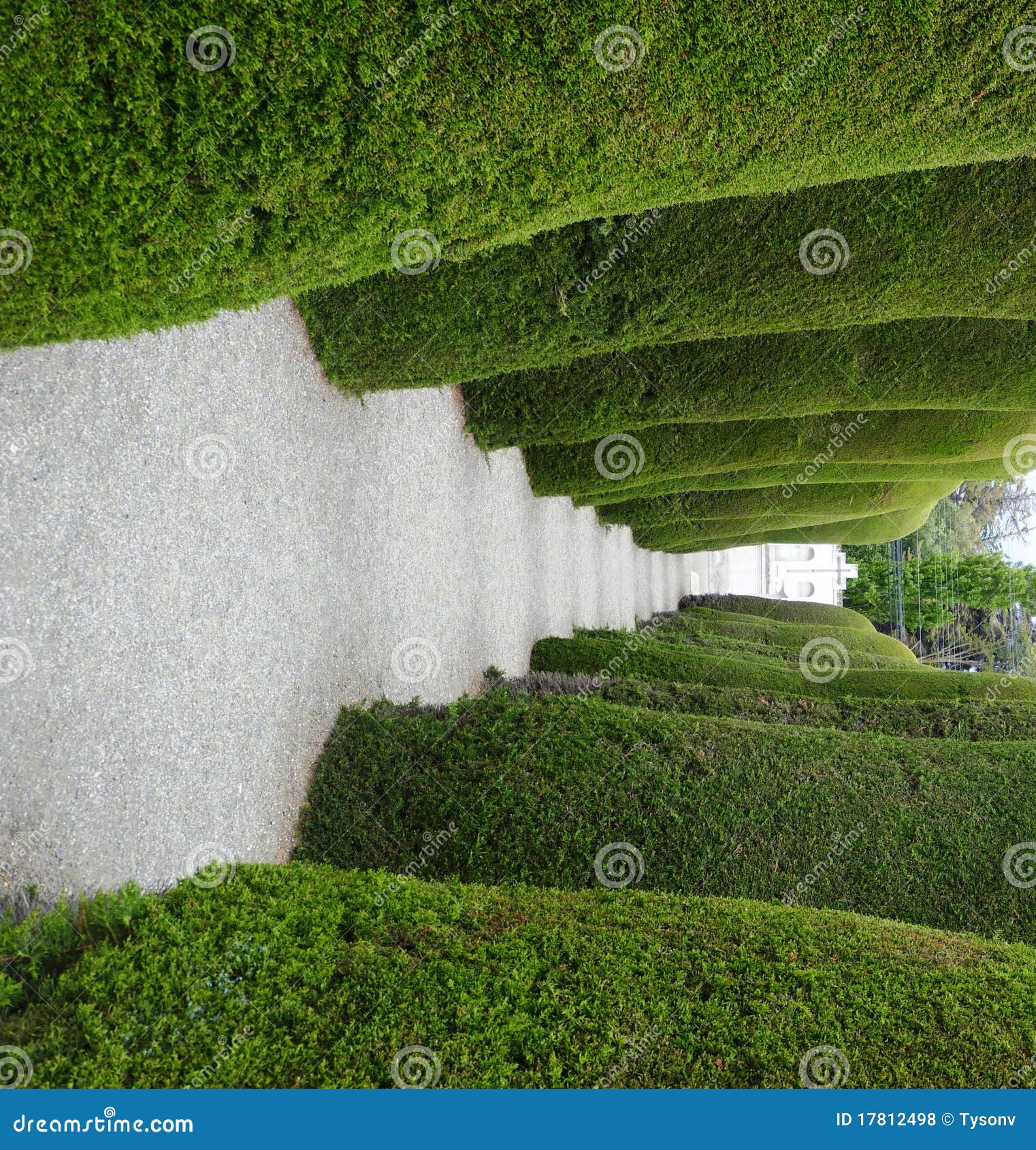 Árboles Verdes En Un Cementerio Foto de archivo - Imagen de hermoso,  cementerios: 17812498