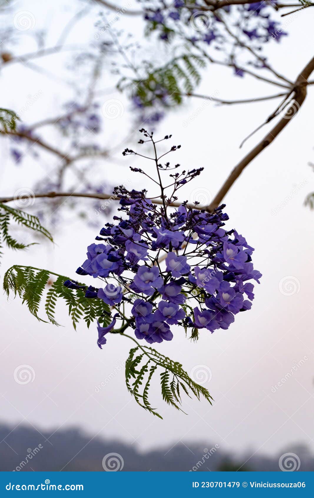 árvore azul-jacaranda imagem de stock. Imagem de roxo - 230701479