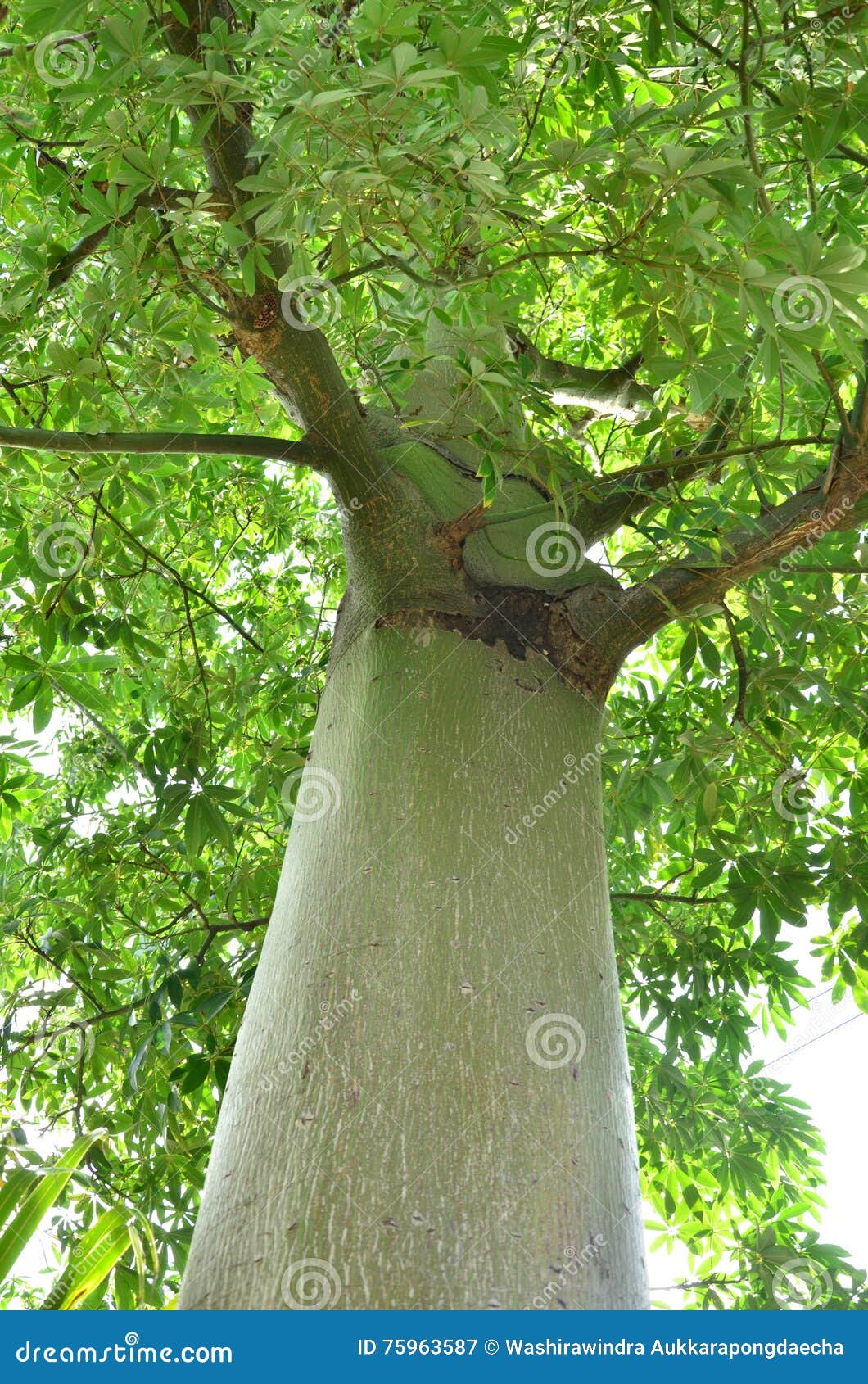 Árvore do Poder