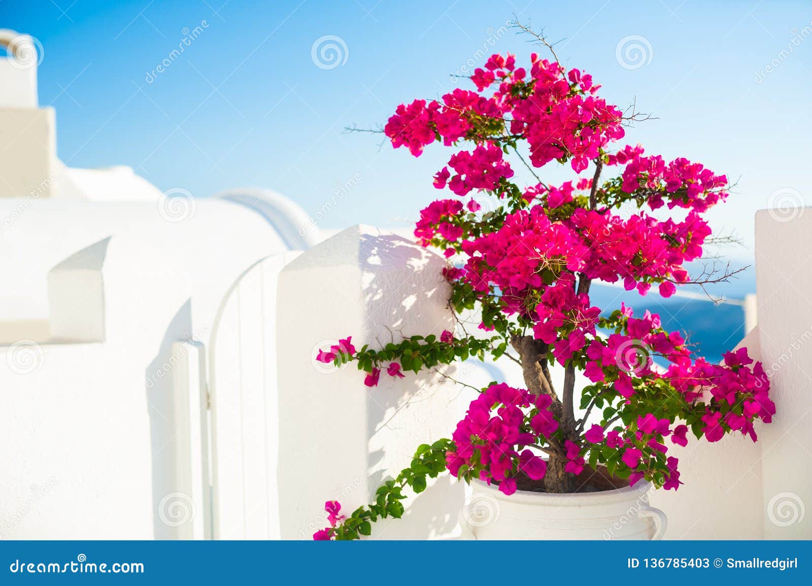 Árvore Da Buganvília Com Flores Cor-de-rosa E Arquitetura Branca Na Ilha De Santorini, Grécia Imagem de Stock - Imagem de azul, planta: 136785403 Árvore Da Buganvília Com Flores Cor-de-rosa E Arquitetura Branca Na Ilha De Santorini, Grécia Imagem de Stock - Imagem de azul, planta: 136785403