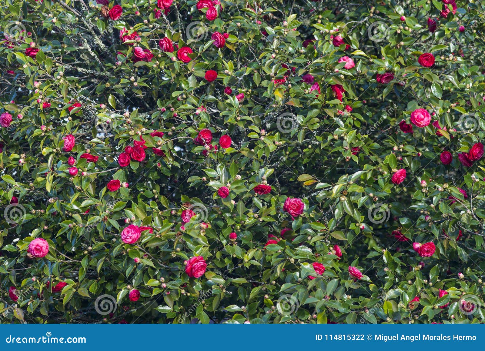 Árvore Da Camélia Completamente Das Flores Foto de Stock - Imagem de  japonês, planta: 114815322