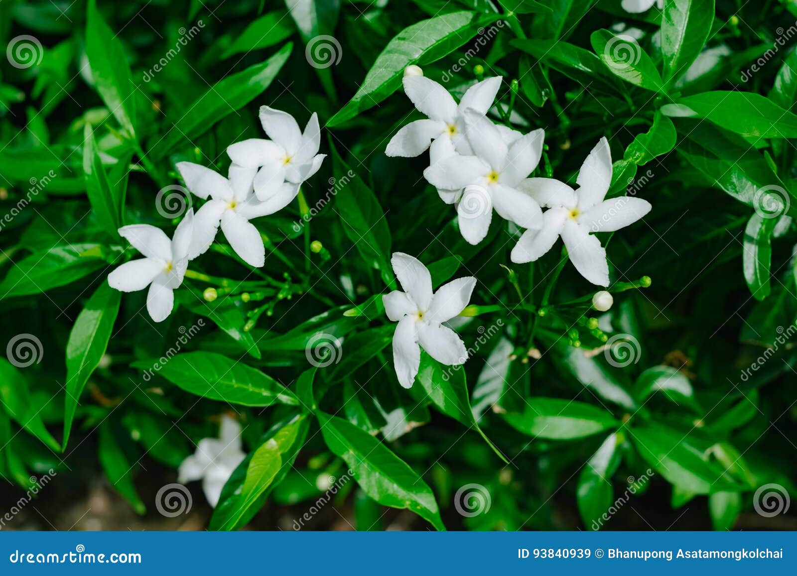 Árvore Da Flor Dos Jasminoides Da Gardênia Imagem de Stock - Imagem de  pétala, mola: 93840939