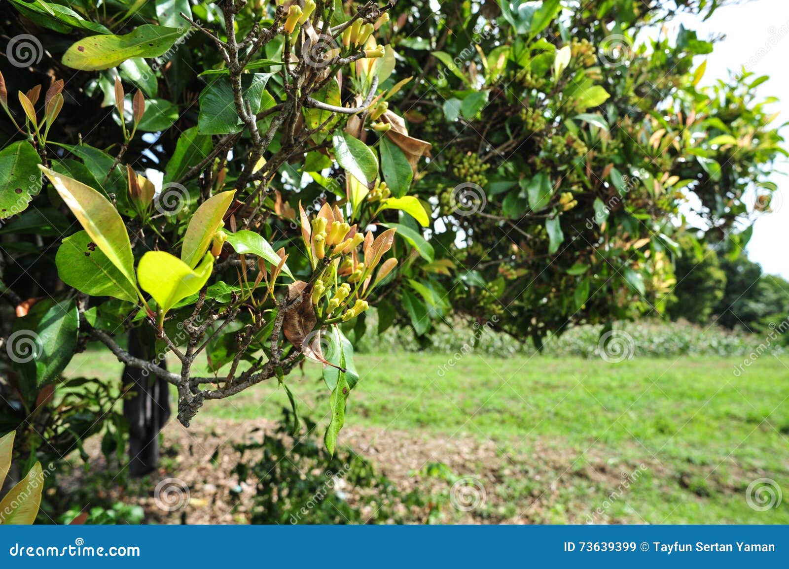 Árvore De Cravo-da-índia Com Os Cravos-da-índia Verdes Nela Imagem de Stock  - Imagem de amarelo, folhas: 73639399
