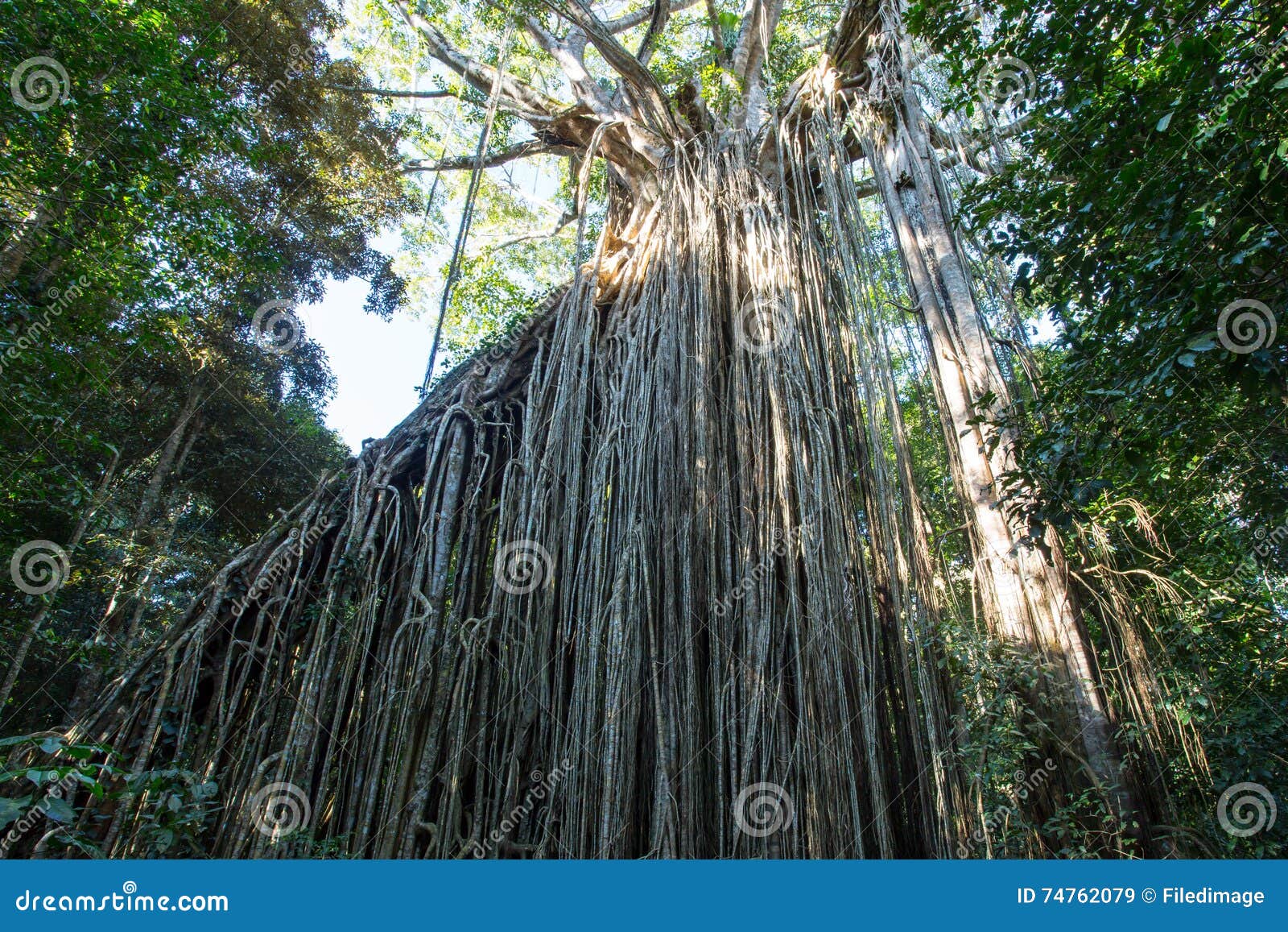 Árvore de figo da cortina imagem de stock. Imagem de nave - 74762079