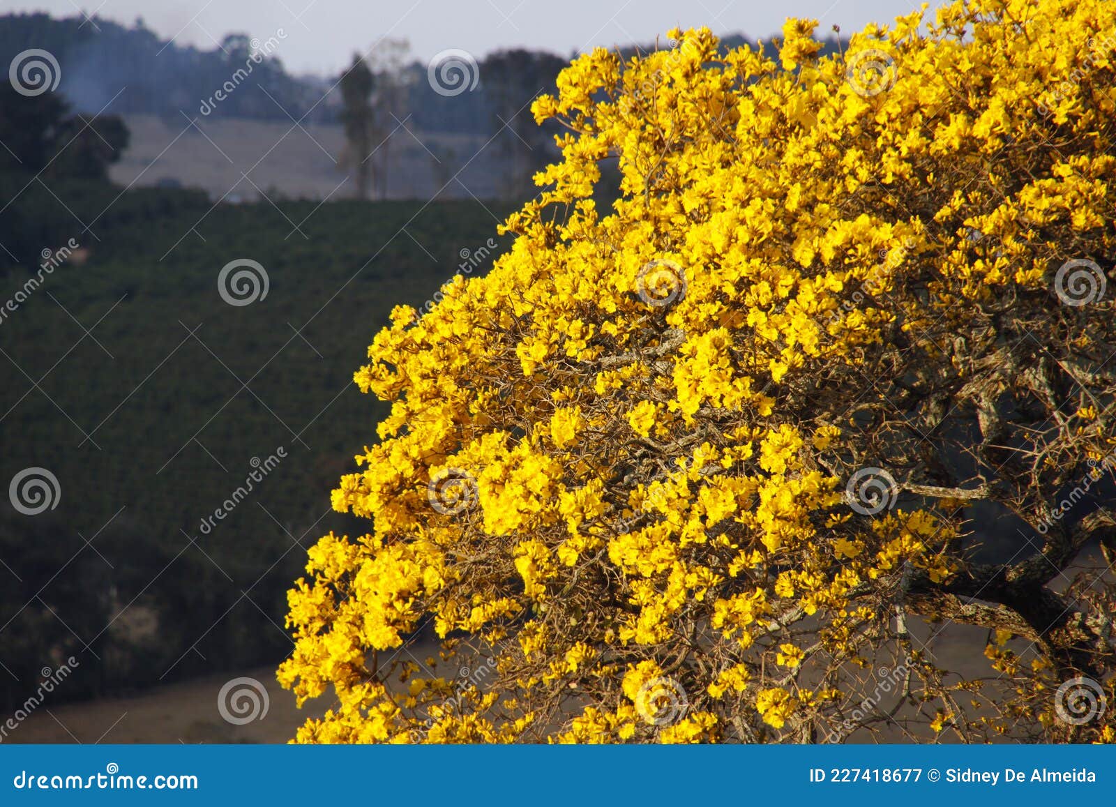 árvore De Floração Amarela Ipe Iluminada Por Sol E Plantação De Café No  Fundo Imagem de Stock - Imagem de botânica, floral: 227418677