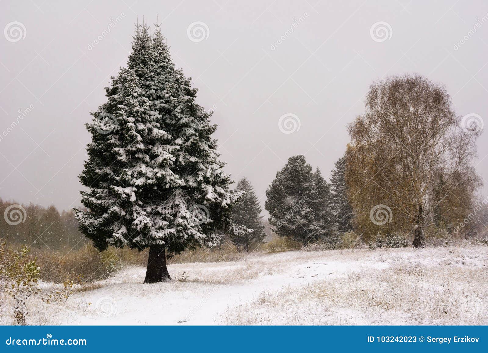 Árvore De Natal Cena Da Neve Da árvore Da Pele Do Inverno Fundo, Neve E  Pinheiro Do Natal Imagem de Stock - Imagem de natal, dezembro: 103242023