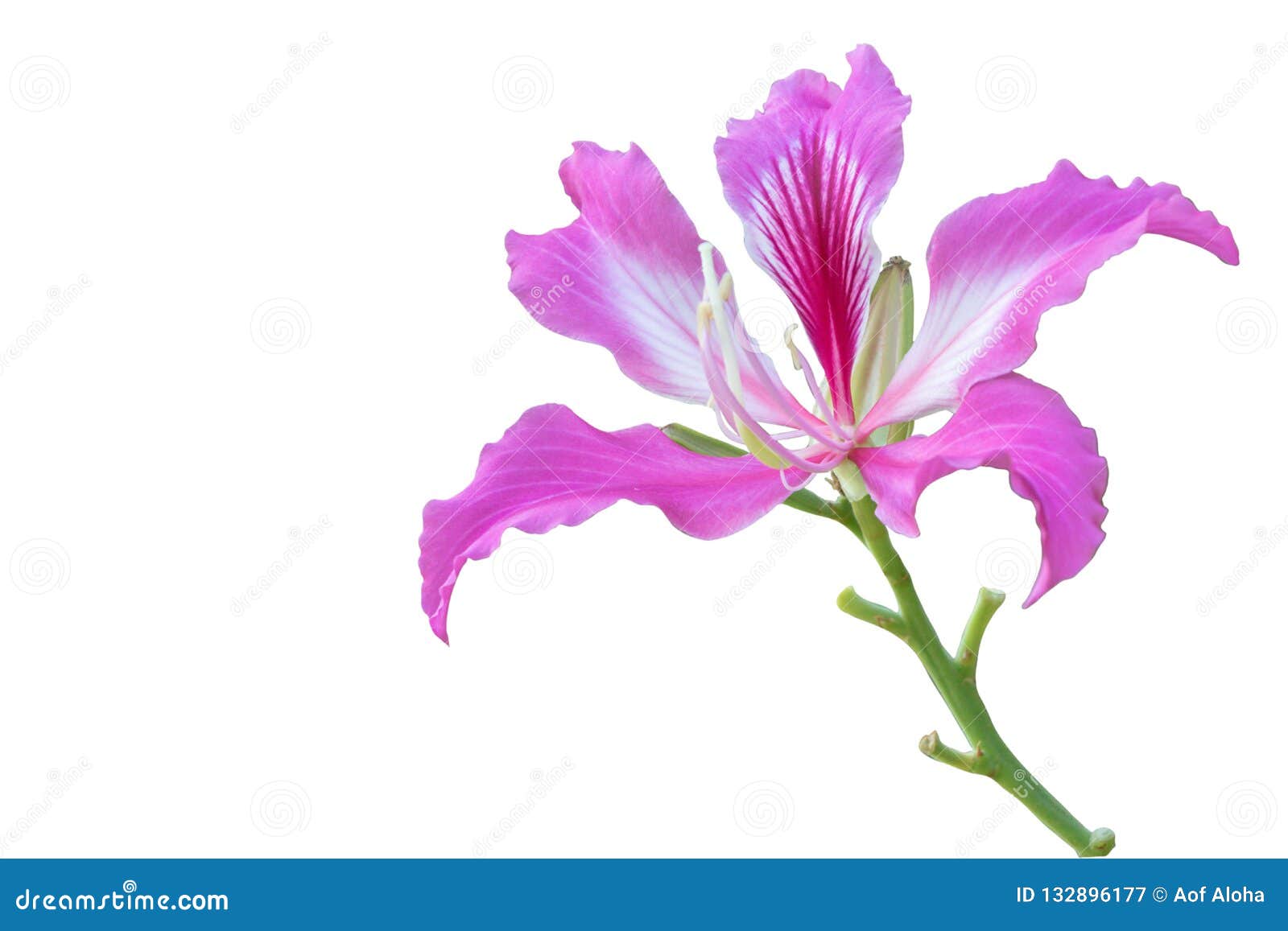 Árvore De Orquídea Roxa Do Nome Cor-de-rosa Bonito Da Flor, árvore Da  Borboleta No Fundo Branco Do Isolado Imagem de Stock - Imagem de jardim,  campo: 132896177