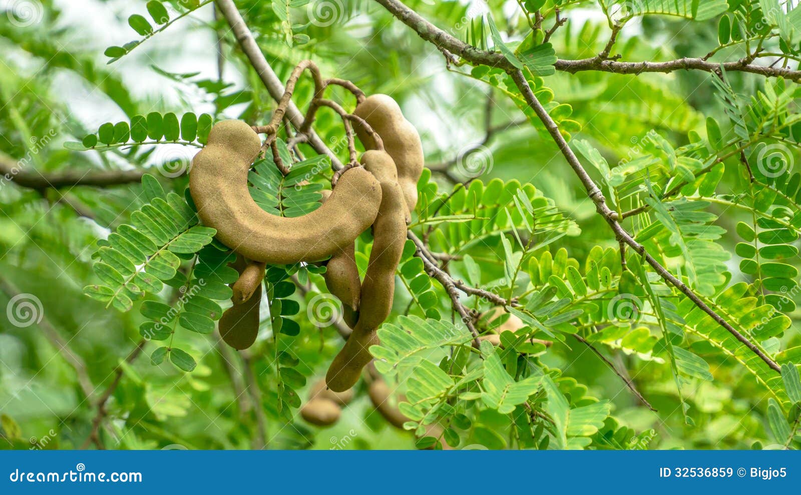 Tamarindo – Árvores da UENF