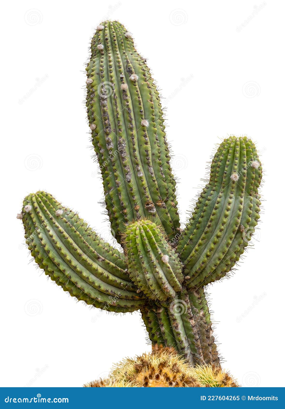 Planta cacto saguaro em fundo branco