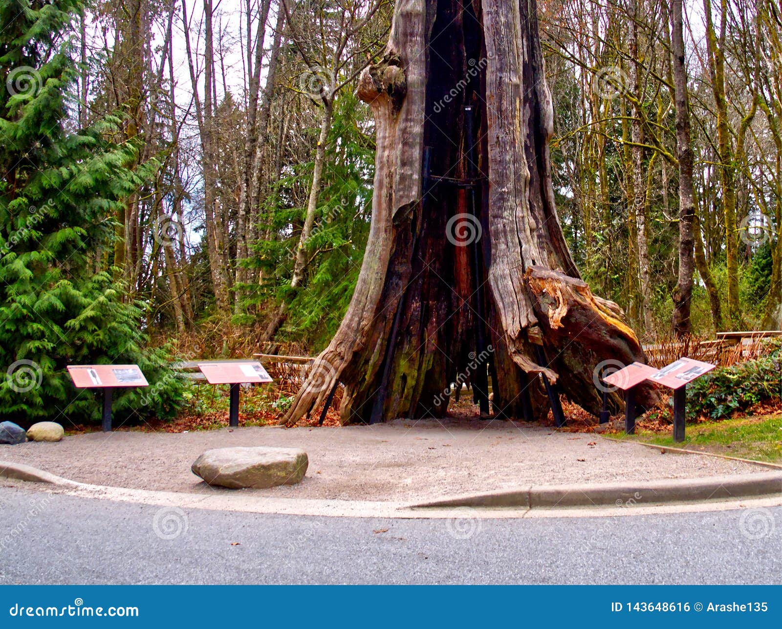Arvore Oca Stanley Park Vancover Foto De Stock Imagem De Isso Mainland