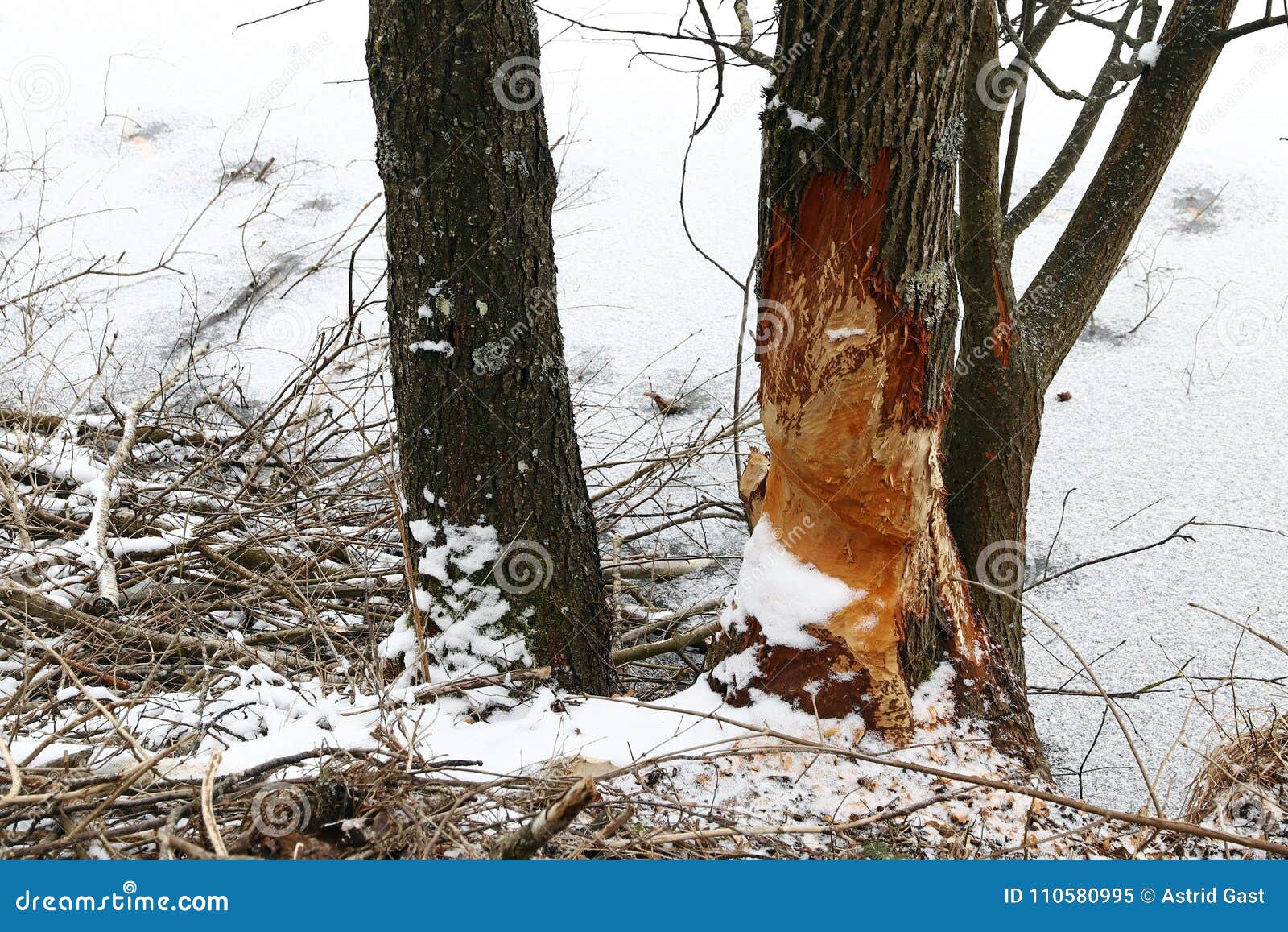 Мыши обгрызли кору