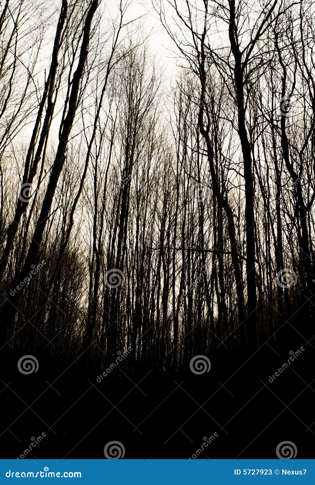 Foto de Fundo De Dia Das Bruxas Assustador Com Silhuetas De Árvores Antigas  e mais fotos de stock de Bosque - Floresta - iStock