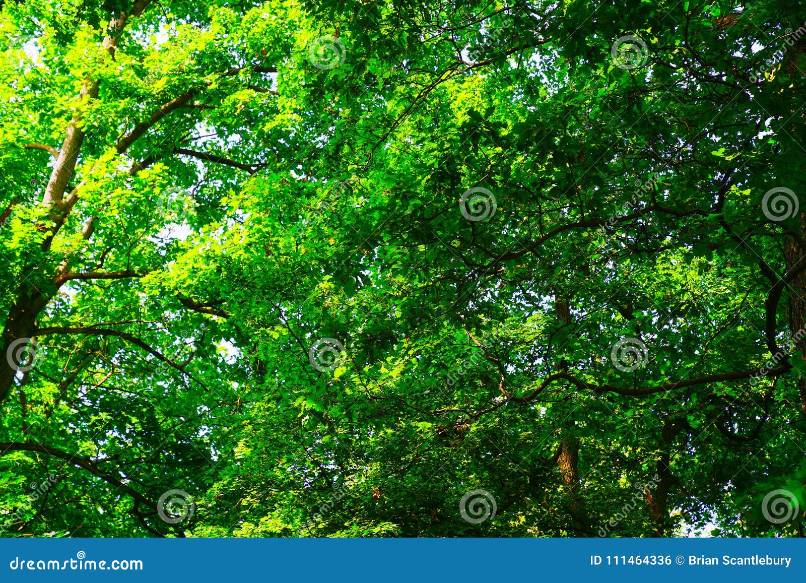 Arvores E Natureza Verdes Dos Fundos Foto De Stock Imagem De Fundos Natureza 111464336