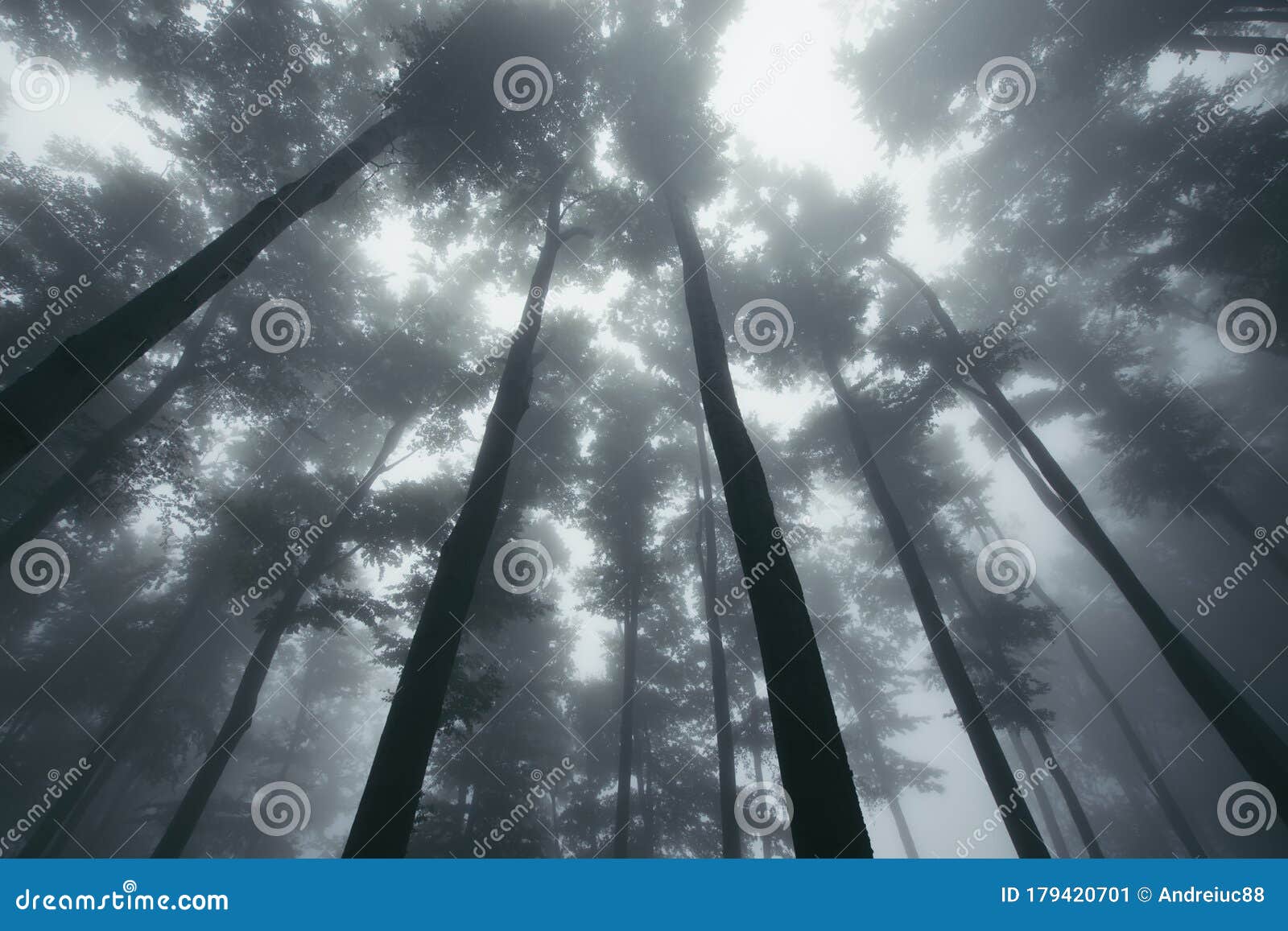 Floresta encantada de conto de fadas iluminada por grandes árvores