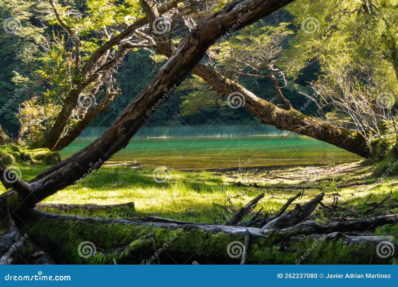 Floresta mágica com rio e plantas