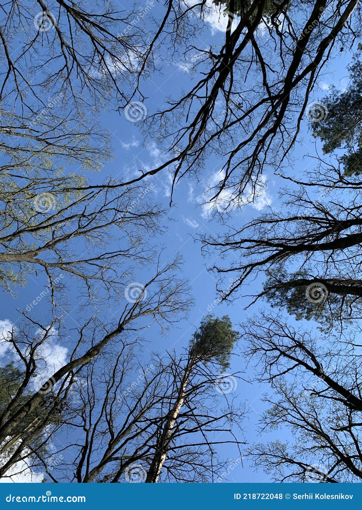 Fundo De Céu Azul De Floresta De Primavera, Primavera, Floresta