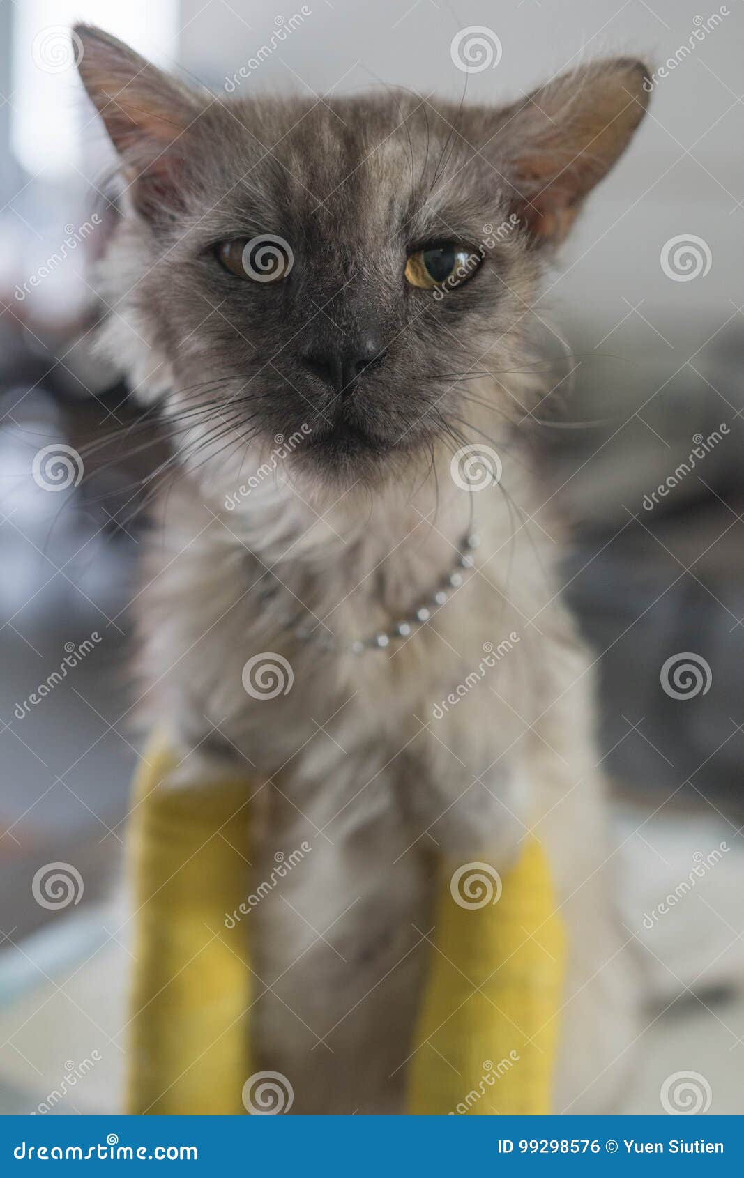 ältere Katze Mit Zwei Gebrochenen Beinen Stockfoto Bild