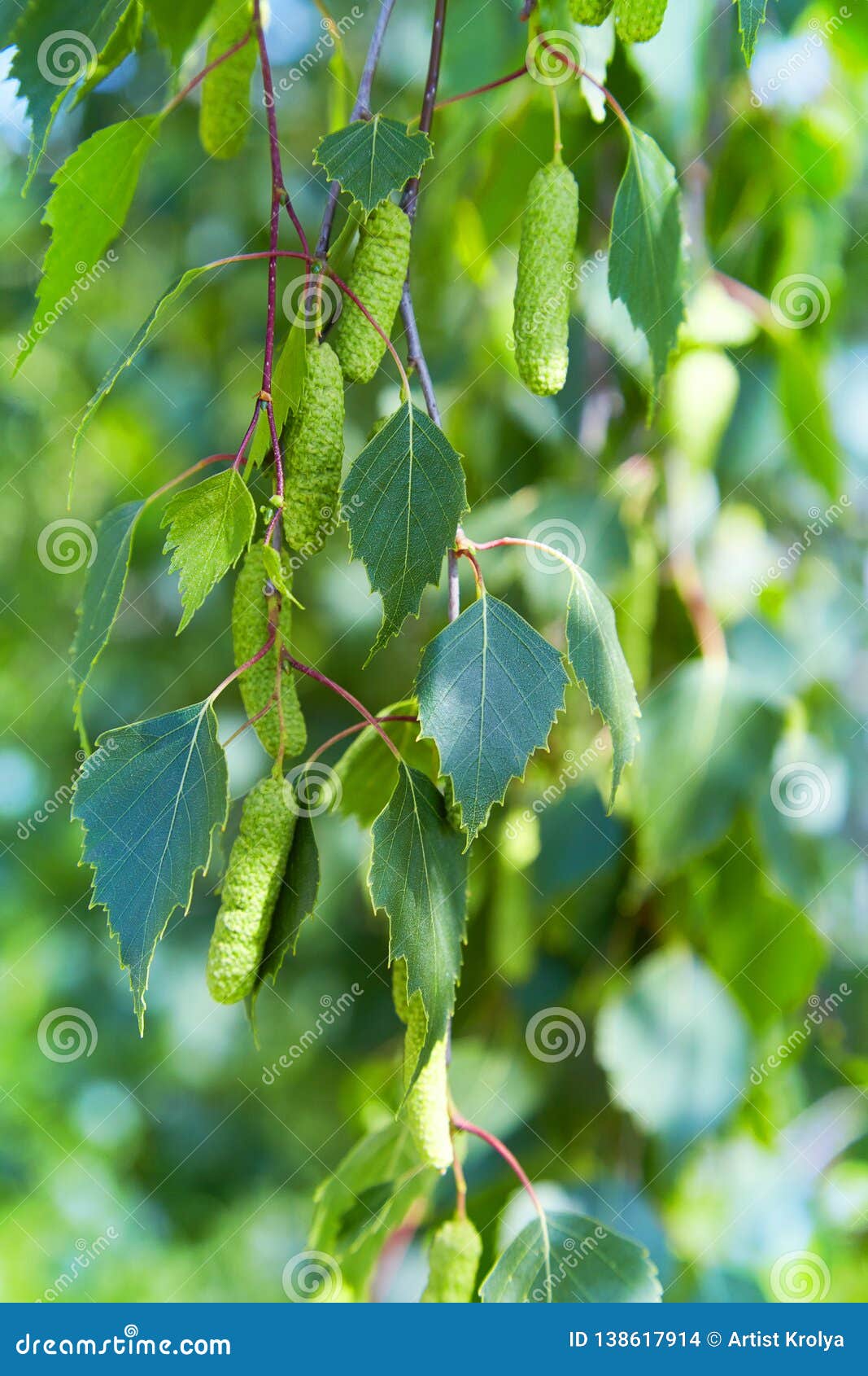 桦树betula Pendula 白桦树 有疣的桦树 欧洲白桦分支库存照片 图片包括有pendula 白桦树 有疣的桦树 欧洲白桦分支 桦树betula