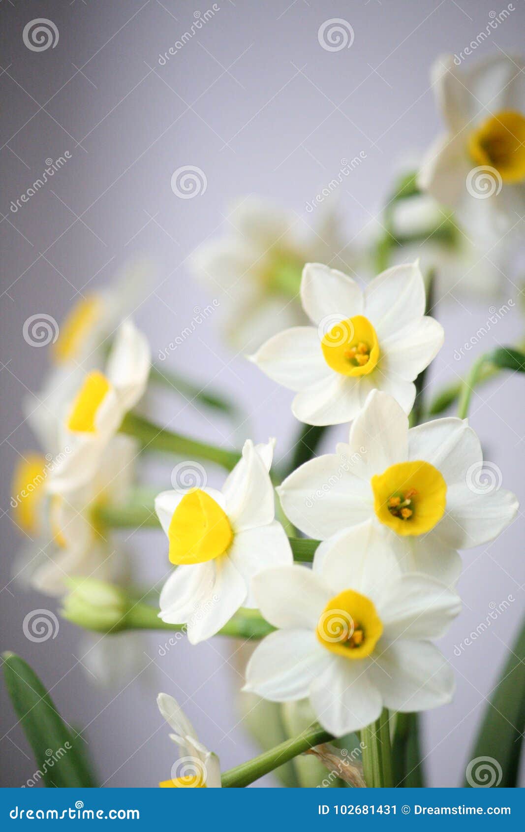 水仙花narcissus Stock Image Image Of Botanic Petals Narcissus