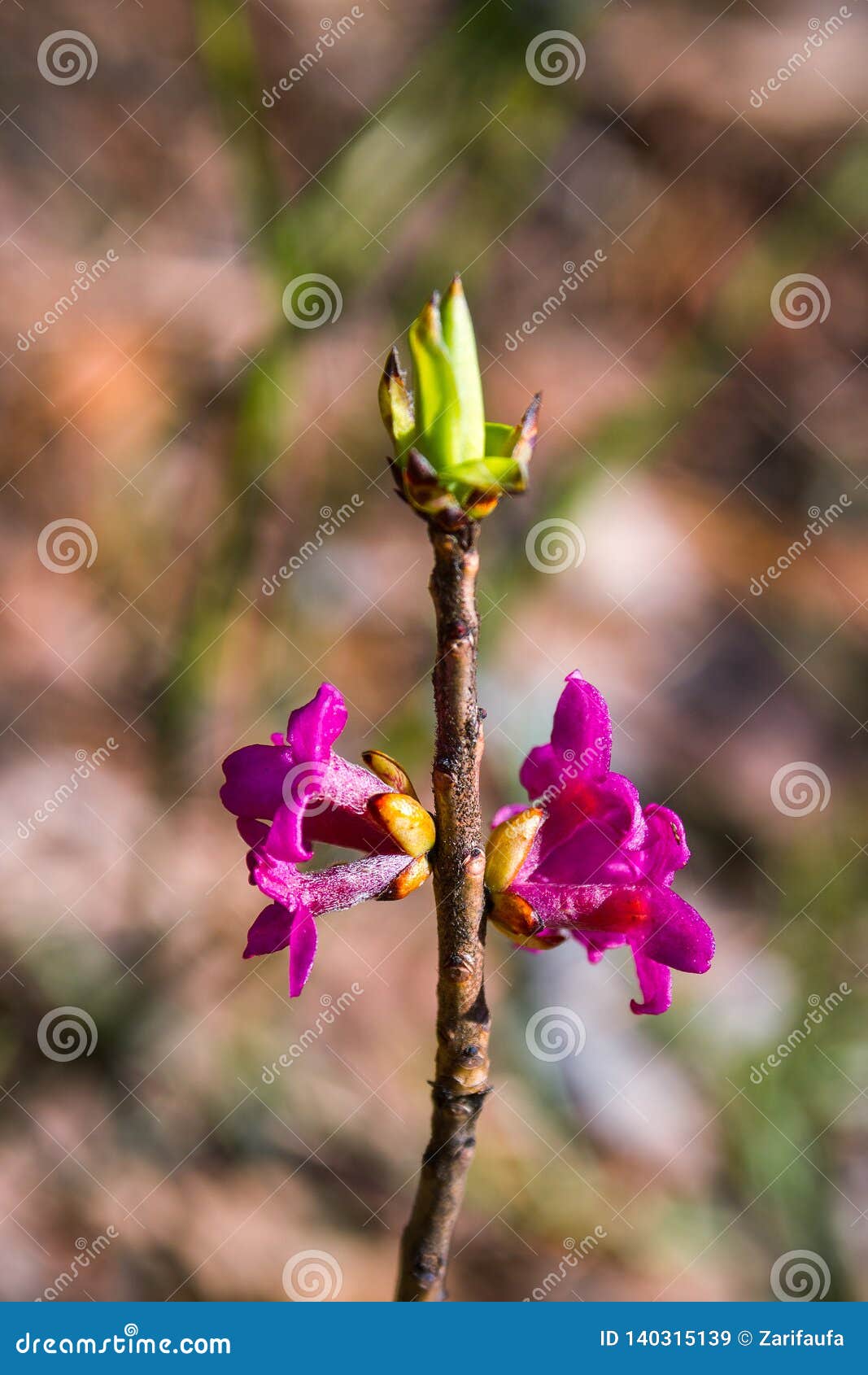达芬妮mezereum 在开花的2月daphne花库存图片 图片包括有室外 紫色 季节 含毒物 达芬妮mezereum 在开花的2月daphne花库存图片 图片包括有室外 紫色 季节 含毒物