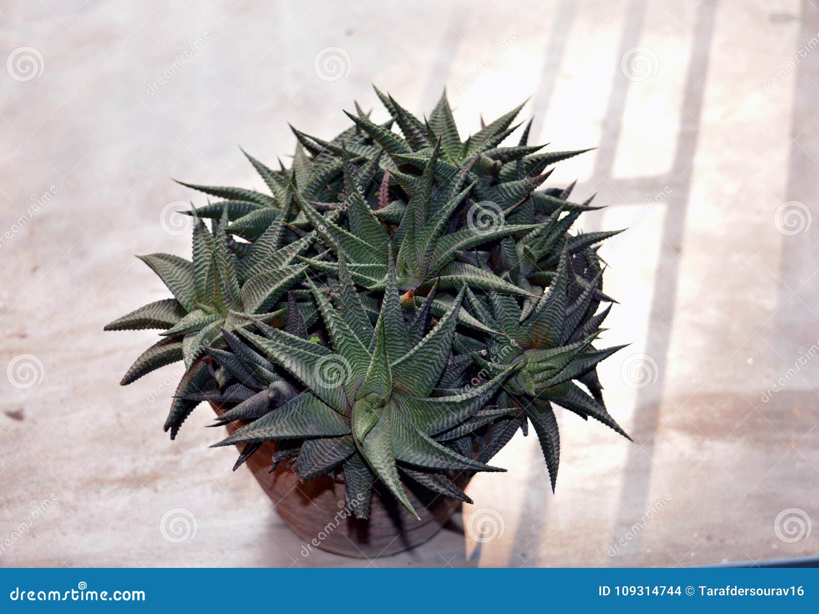 É Uma Planta Interna Pequena Do Cacto Da Estrela Foto de Stock - Imagem de  suculentos, original: 109314744
