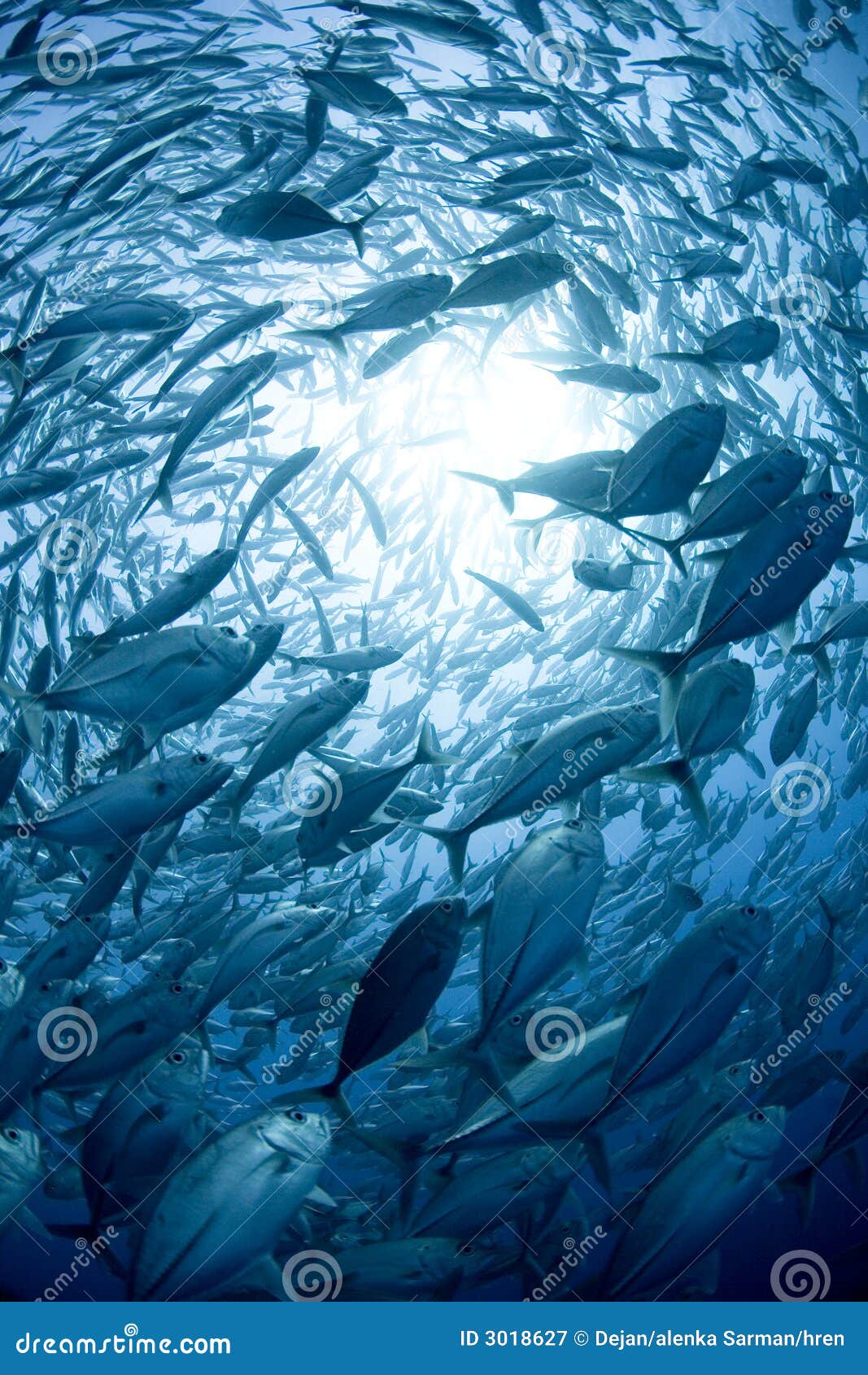 1 640 867 Poissons Photos Libres De Droits Et Gratuites De Dreamstime