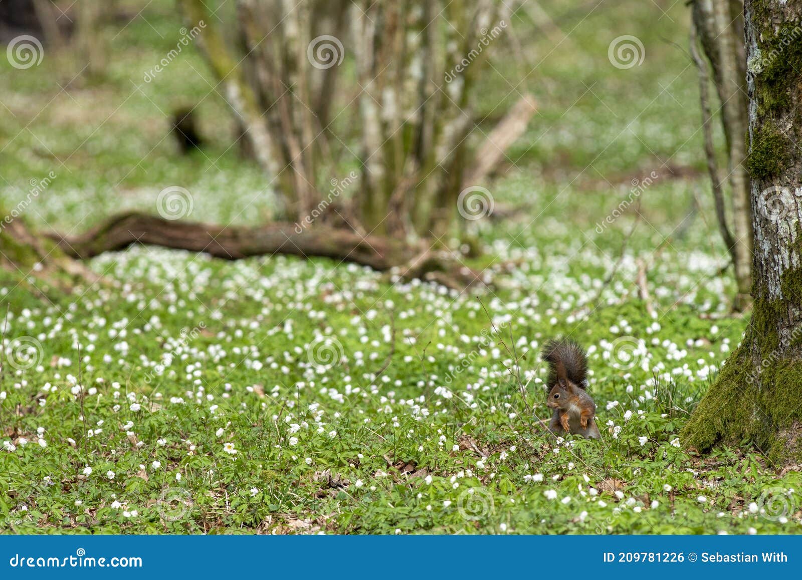 écureuil Dans La Forêt De Printemps Avec Lit De Forêt De Fleurs Anemone De  Bois Photo stock - Image du petit, adorable: 209781226