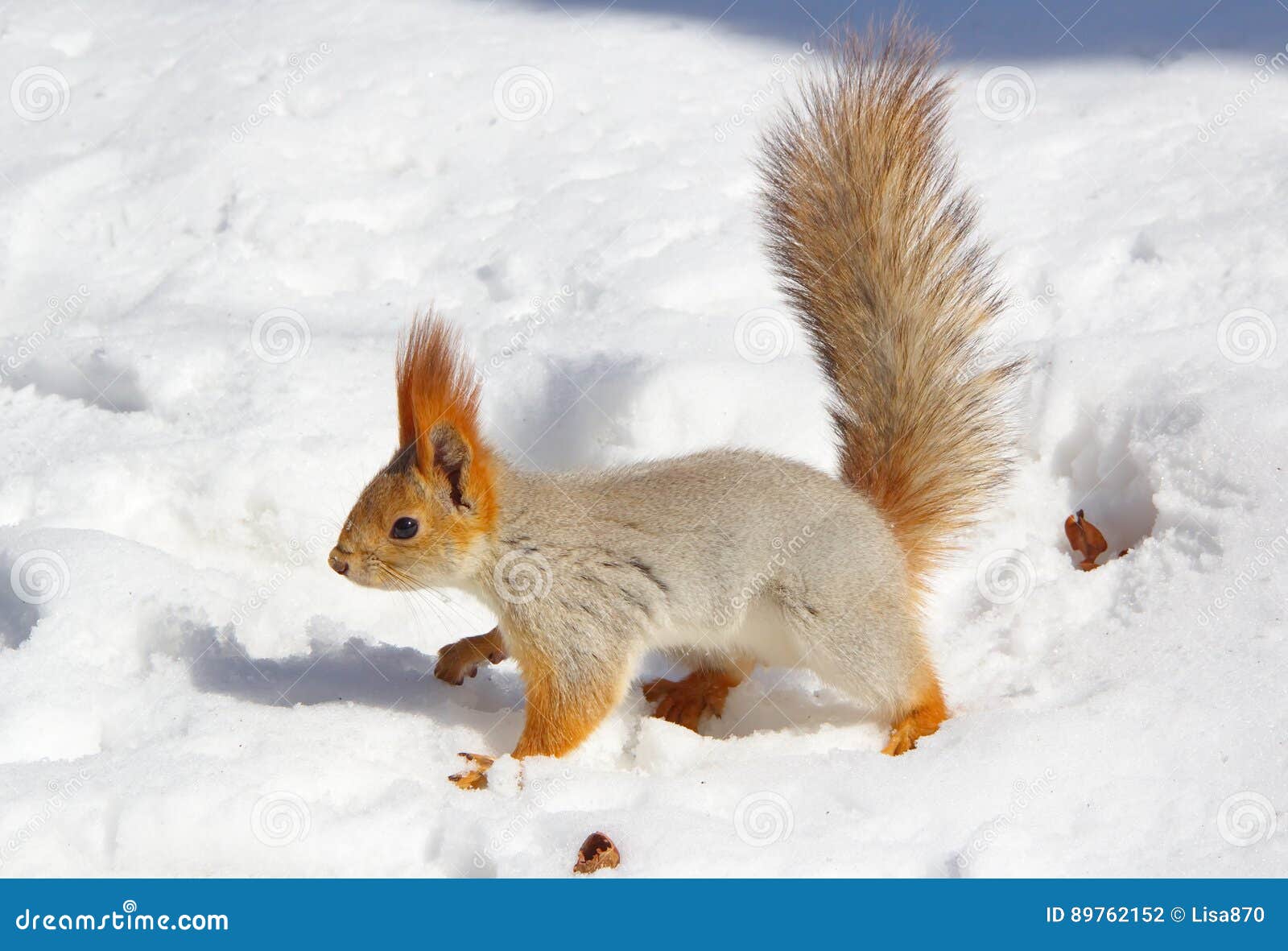 Écureuil Recherchant De La Nourriture Dans Le Jour D'hiver Photo