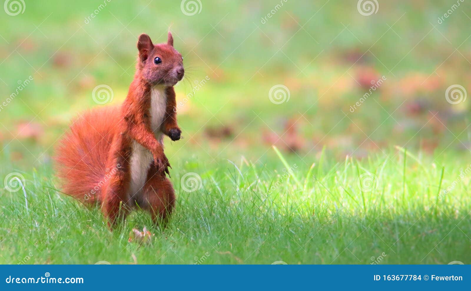 Curieux écureuil roux sciurus vulgaris dans le parc à la recherche