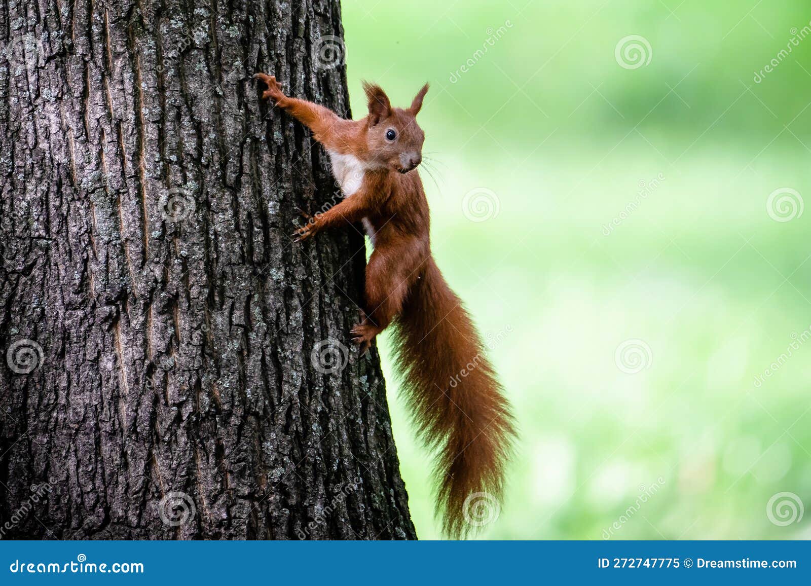 un écureuil orange descend la tête près d'un tronc d'arbre pour se faire  plaisir. 4714618 Photo de stock chez Vecteezy
