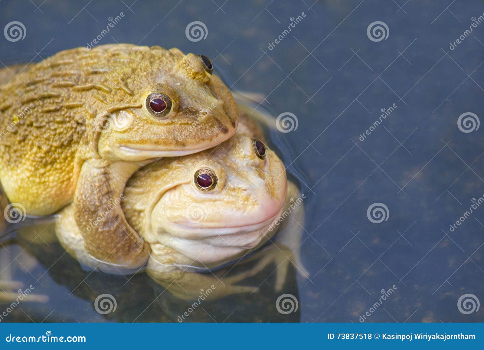 Elephant frog. Жаба гибрид. Лягушка в бассейне. Гибрид Жабы и лягушки. Жаба в бассейне.