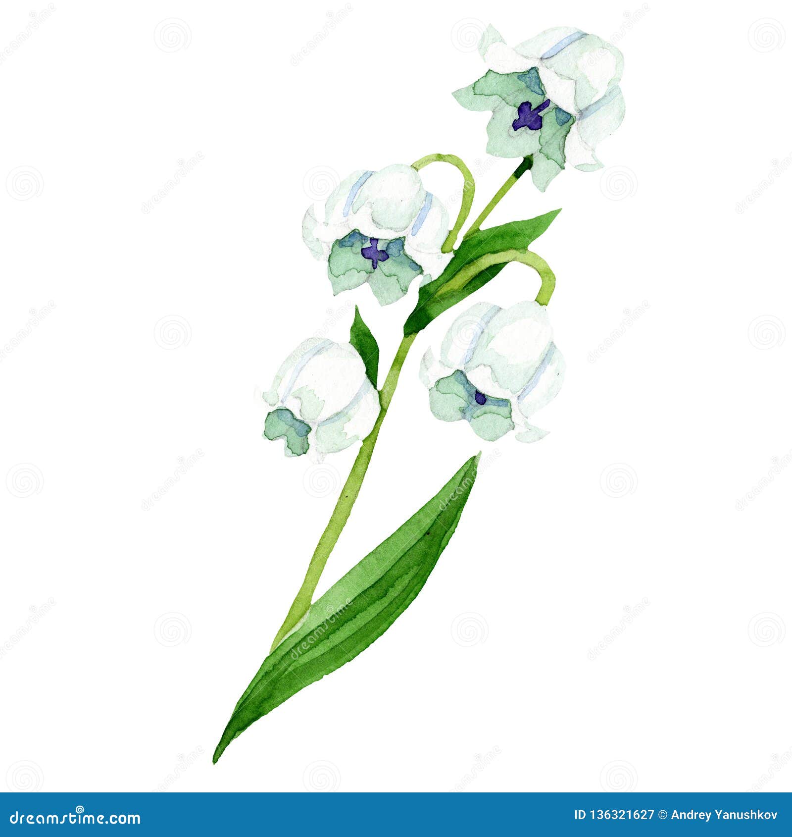 Élément D'isolement D'illustration Du Muguet Fleur Botanique Florale  Ensemble D'illustration De Fond D'aquarelle Illustration Stock -  Illustration du lame, wallpaper: 136321627