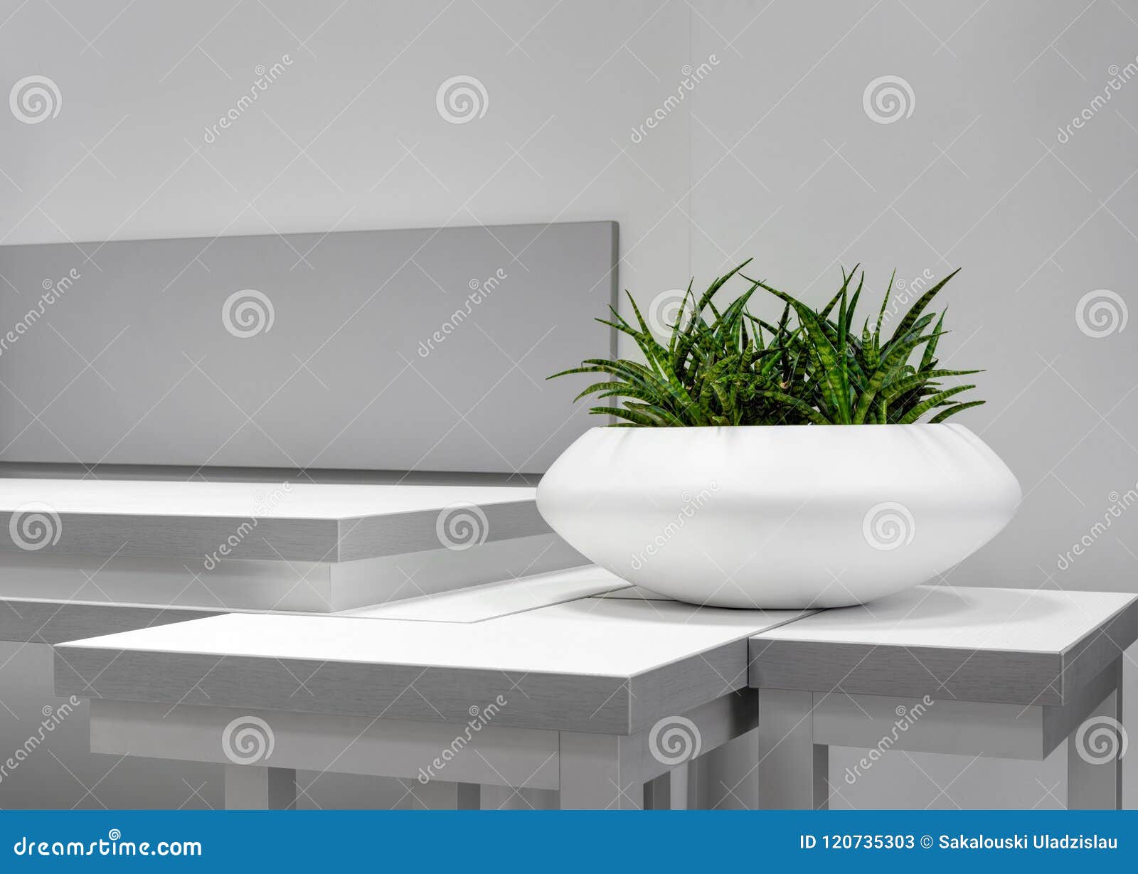 Élément Intérieur De Bureau : Pot Blanc De Sansevieria Vert De Plante D' intérieur Sur Le Tableau Blanc Gris Près D'un Mur Usine V Image stock -  Image du décoratif, botanique: 120735303