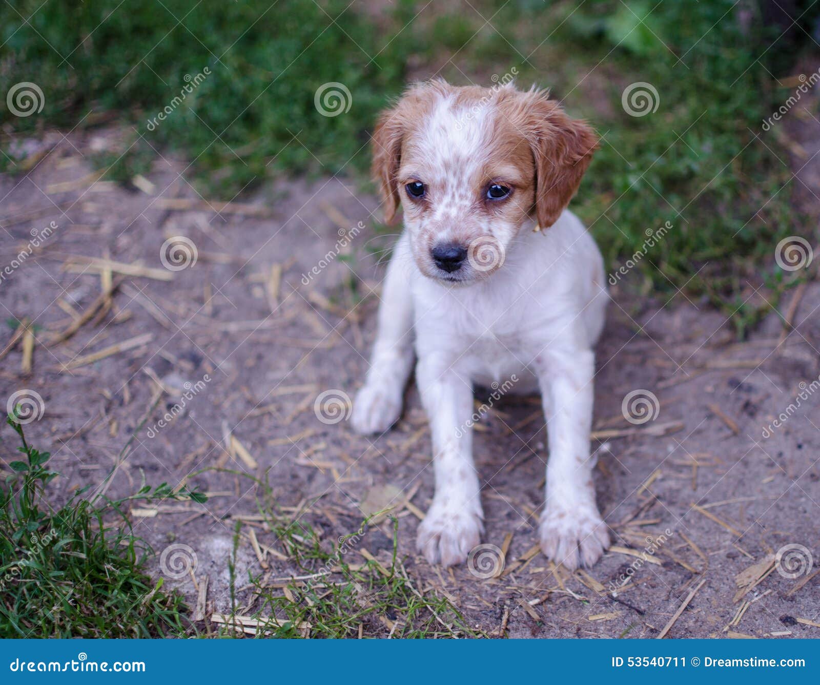 breton puppy