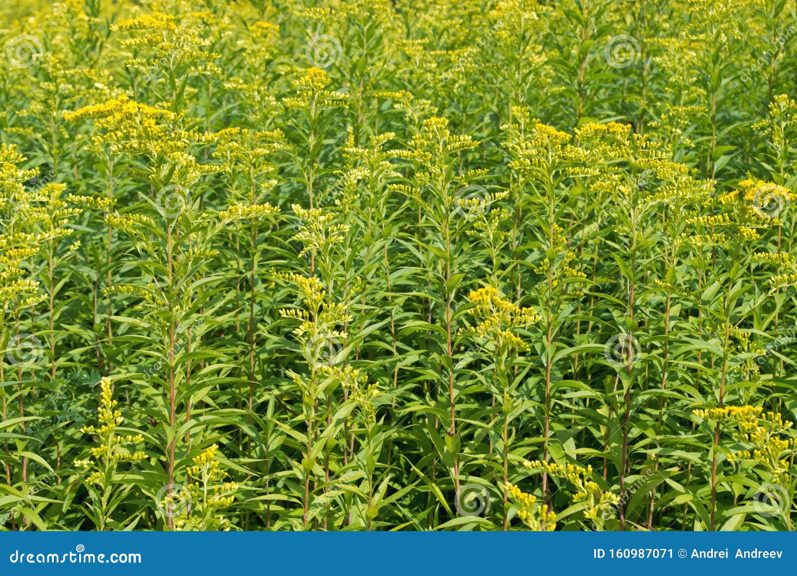 Épais Verts Denses Ou Arbustes De Grande Verge D'or à Herbe Haute Avec Des Fleurs  Jaunes Au Milieu De Fines Tiges De Lin Et De Pe Image stock - Image du  lames,