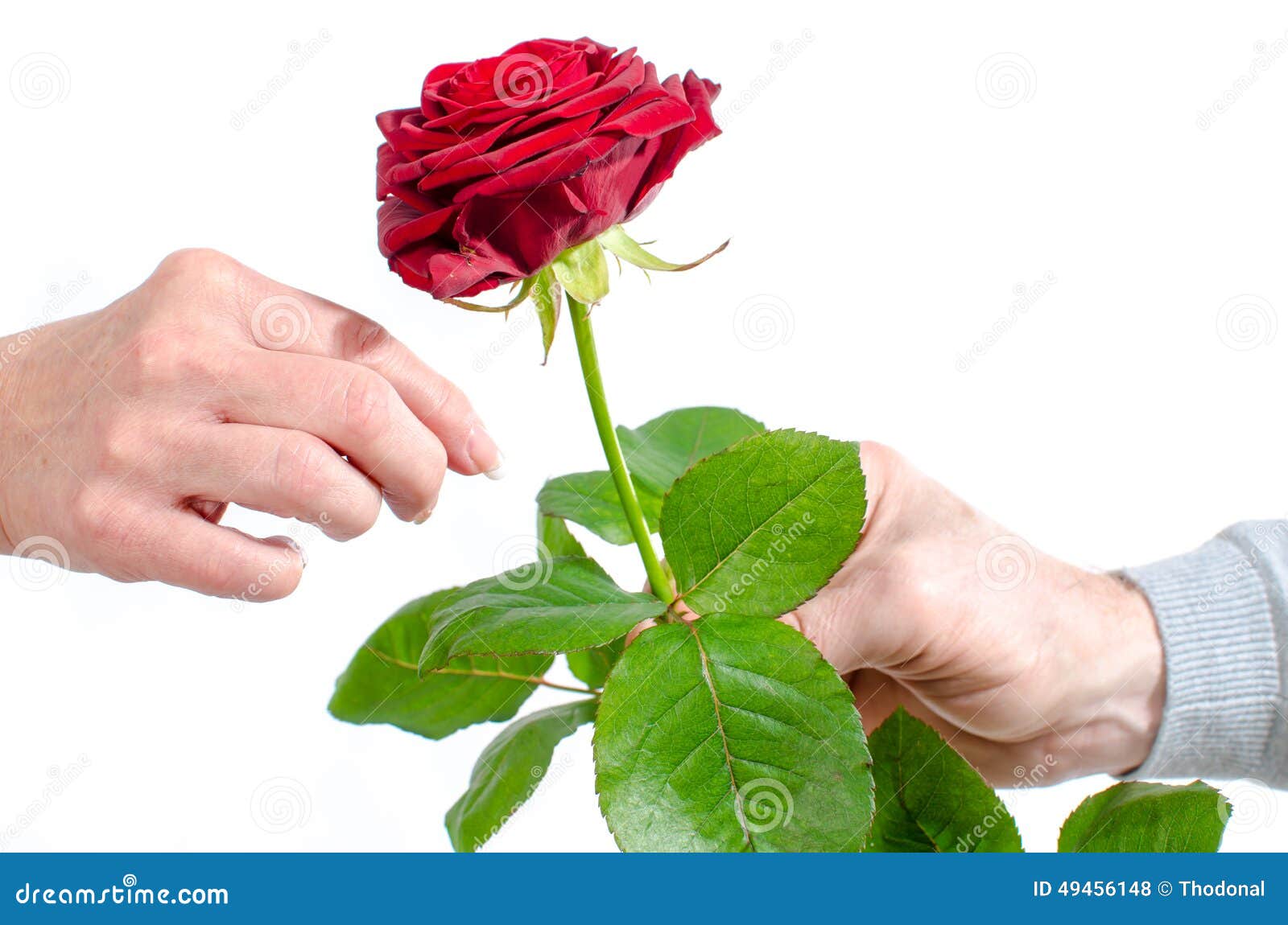 Équipez Offrir Une Rose Rouge à Une Femme Photo stock - Image du fleur,  valentin: 49456148
